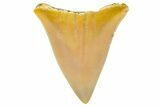 Bargain, Fossil Mako Shark Tooth - Dakhla, Morocco #365227-1